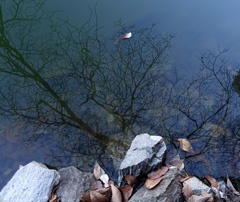 DSC00625b
